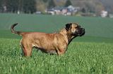 BULLMASTIFF 500